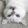 hhhhhyre